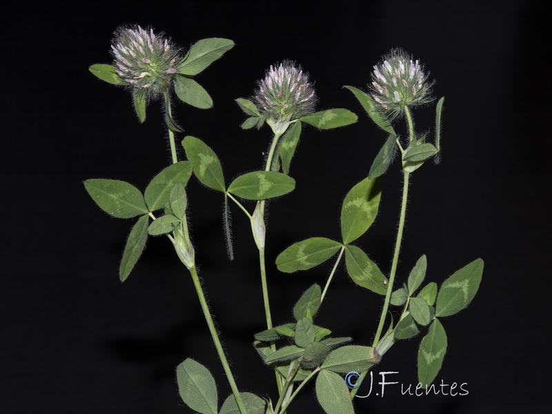 Trifolium diffusum.11