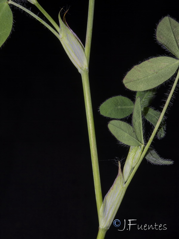 Trifolium diffusum.12