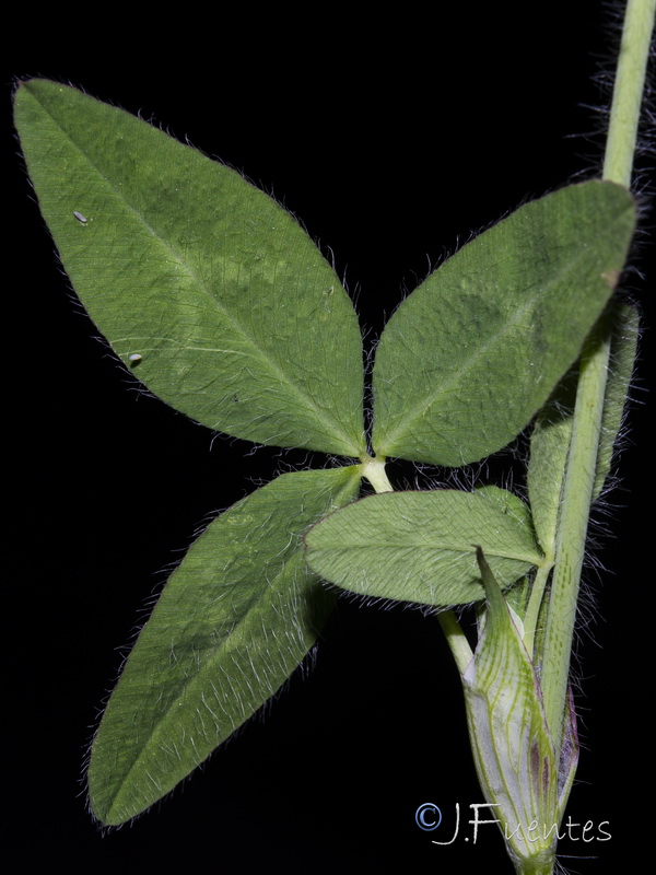 Trifolium diffusum.14