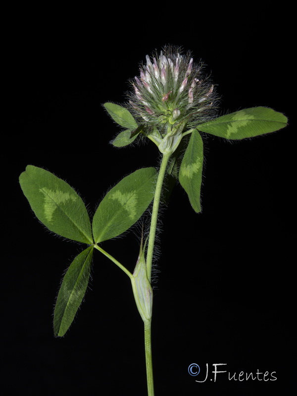 Trifolium diffusum.15