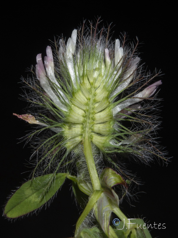 Trifolium diffusum.17