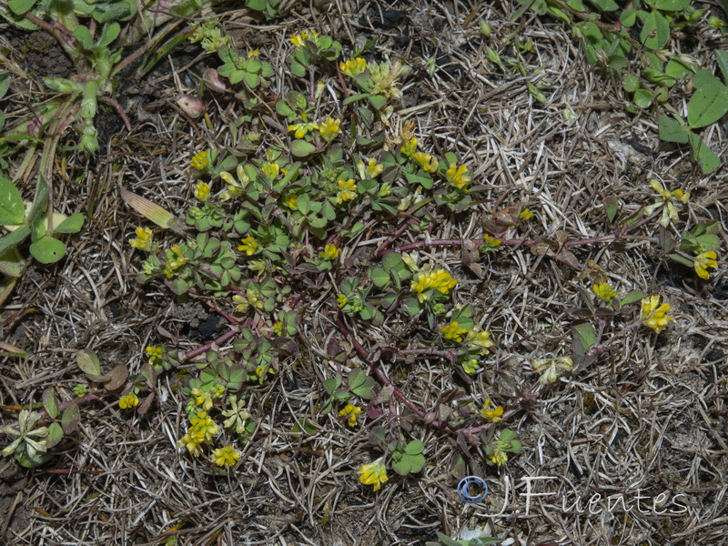 Trifolium dubium.01
