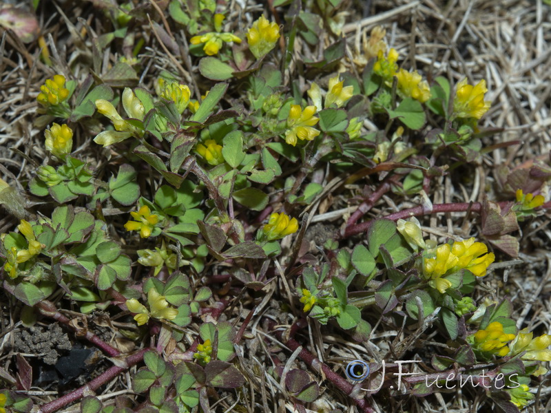Trifolium dubium.02