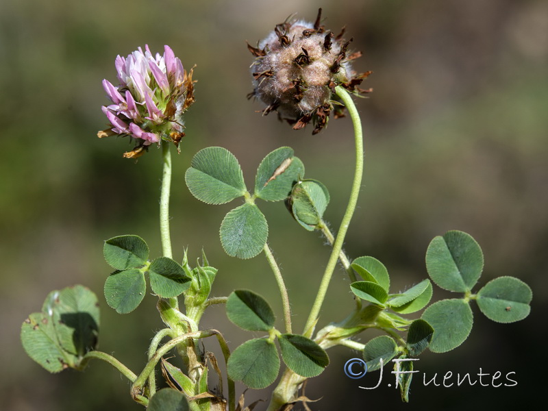 Trifolium fragiferum.01