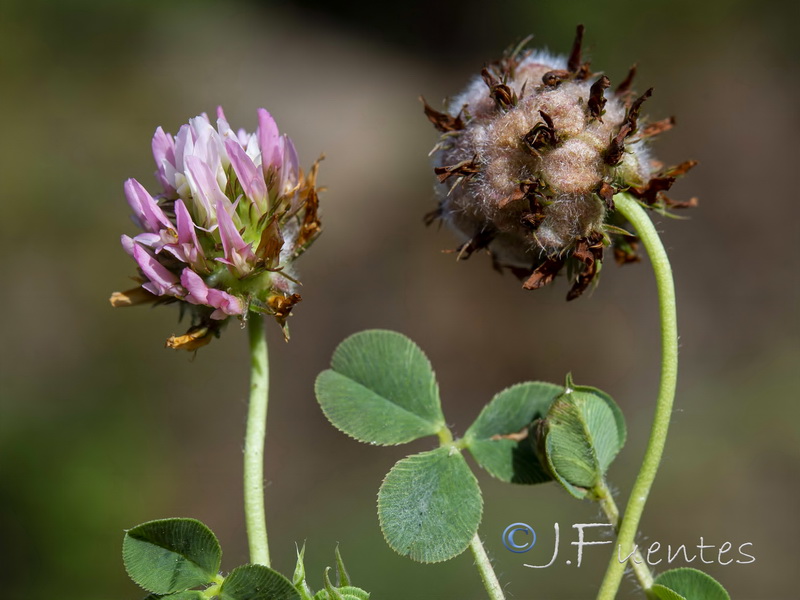 Trifolium fragiferum.02