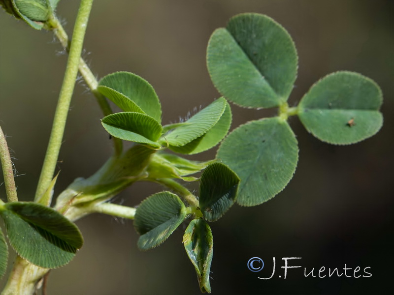 Trifolium fragiferum.03