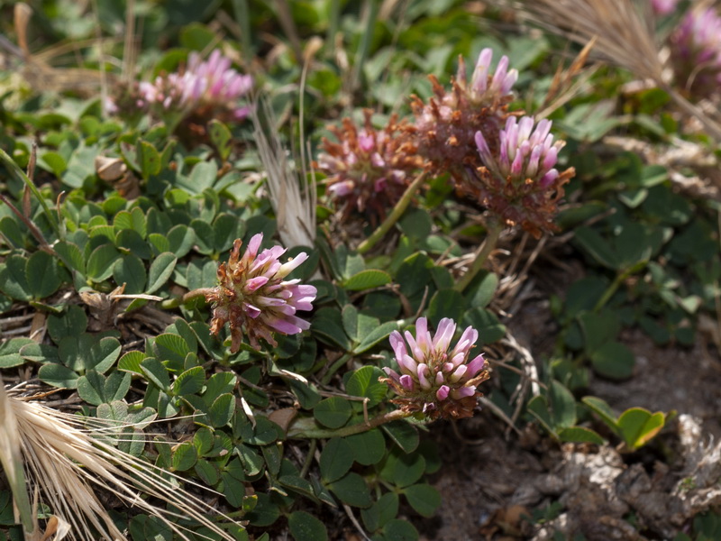 Trifolium fragiferum.04