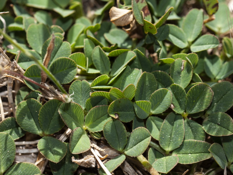Trifolium fragiferum.06