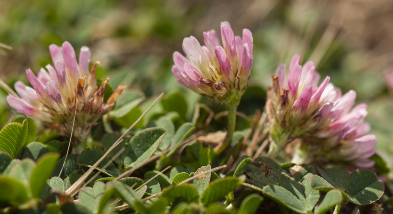 Trifolium fragiferum.09