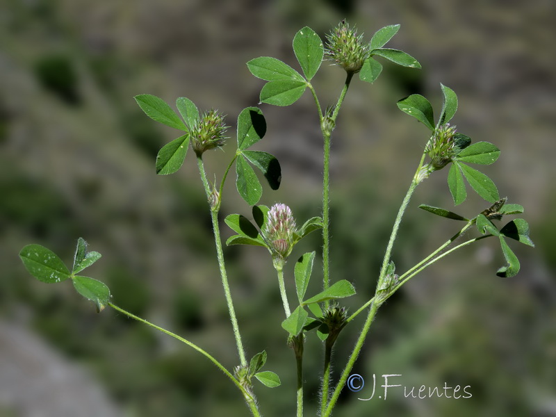 Trifolium gemellum.10