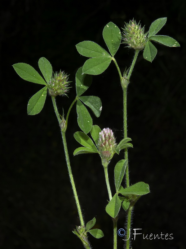 Trifolium gemellum.11