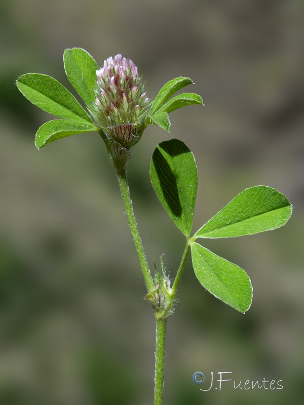 Trifolium gemellum.12