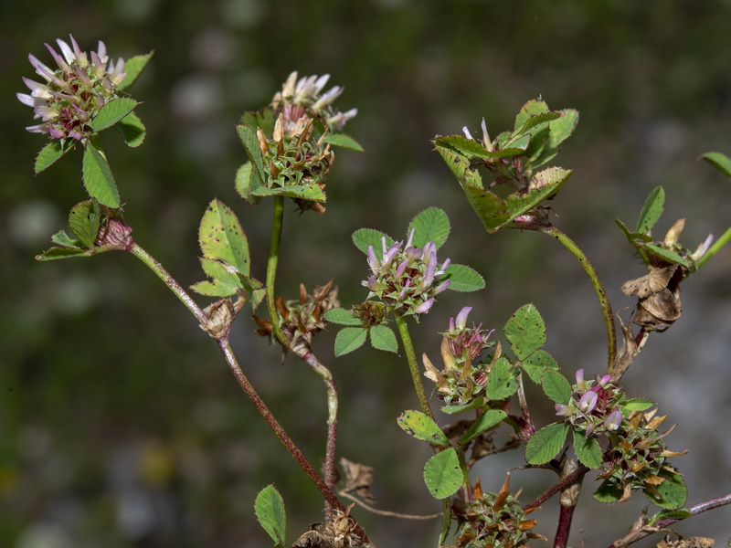 Trifolium glomeratum.01