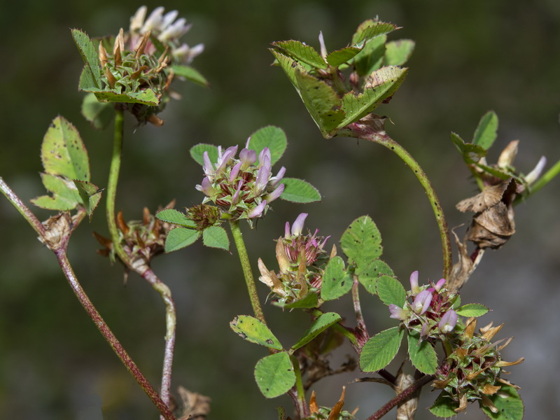 Trifolium glomeratum.02