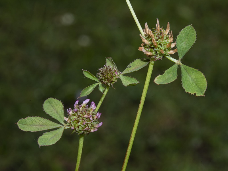 Trifolium glomeratum.03