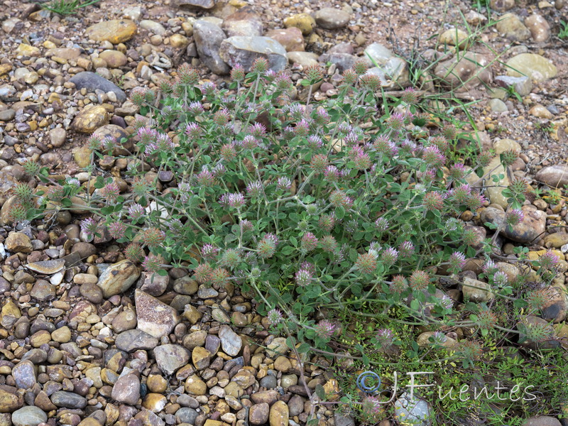 Trifolium hirtum.01