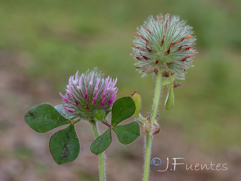 Trifolium hirtum.02