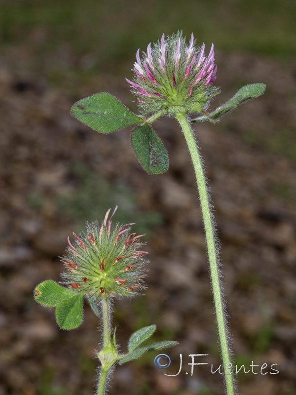 Trifolium hirtum.03
