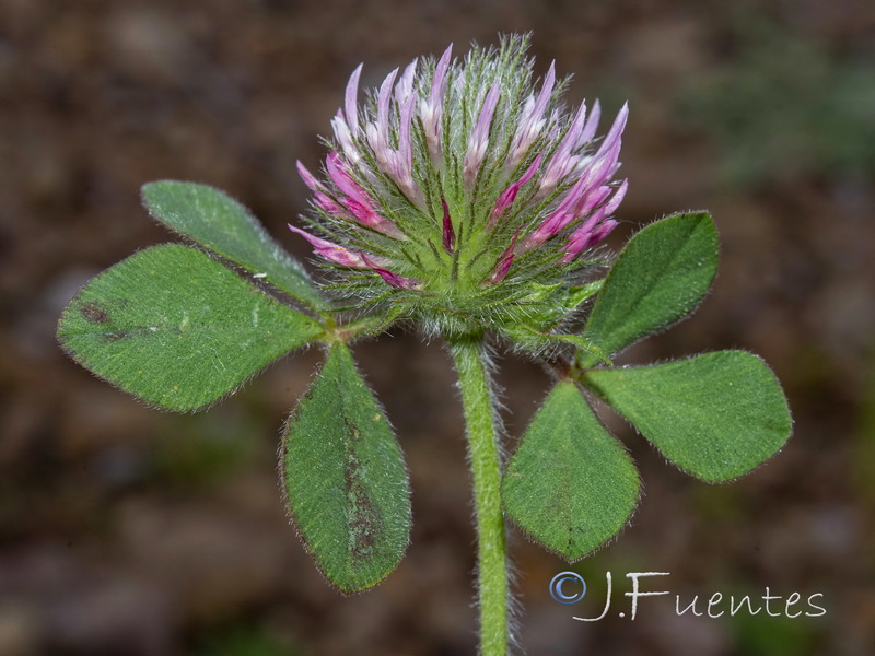 Trifolium hirtum.04