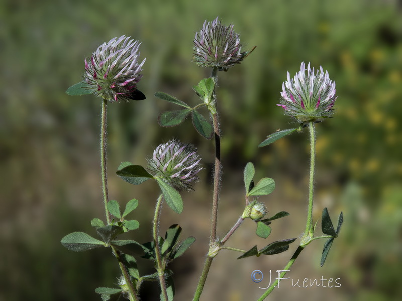 Trifolium hirtum.14