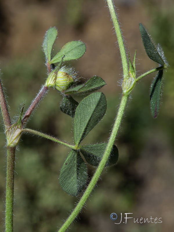 Trifolium hirtum.15
