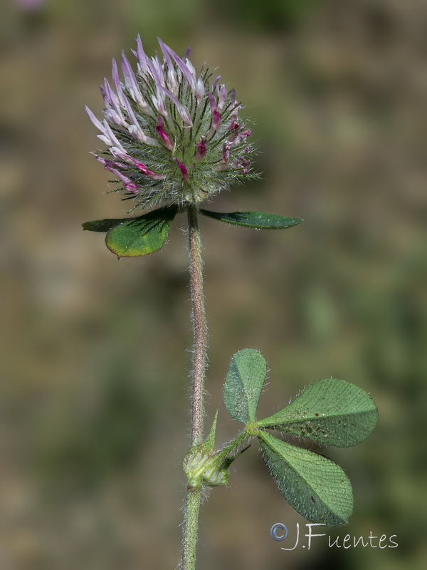 Trifolium hirtum.16