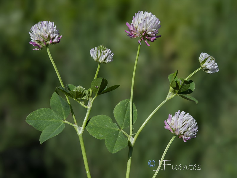 Trifolium isthmocarpum.10