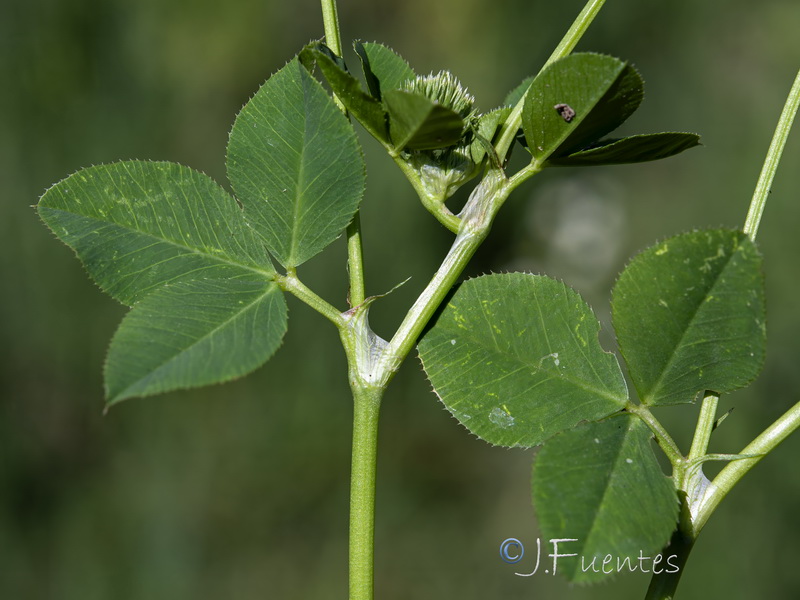 Trifolium isthmocarpum.11