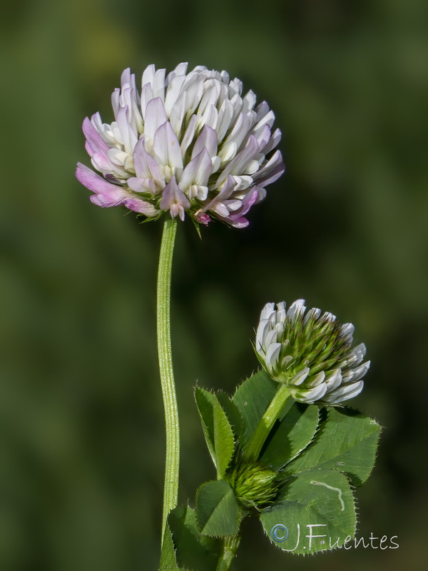 Trifolium isthmocarpum.12