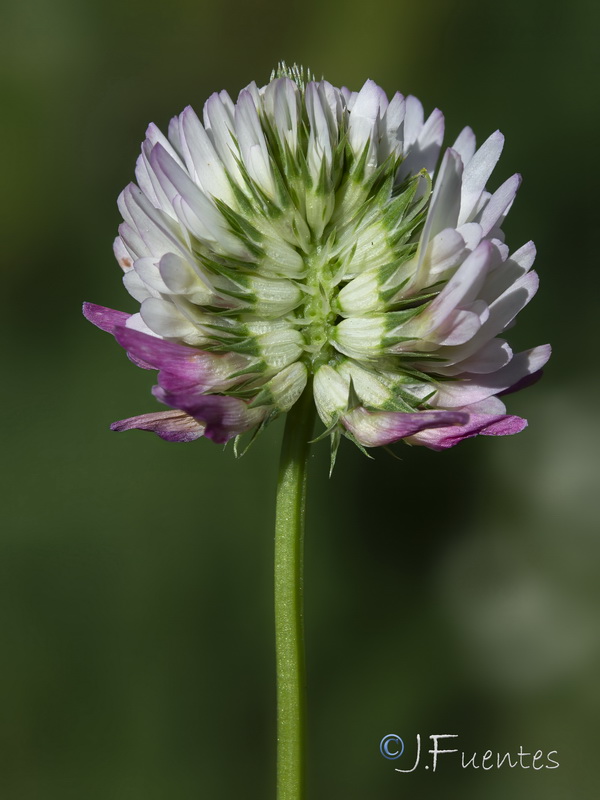 Trifolium isthmocarpum.13