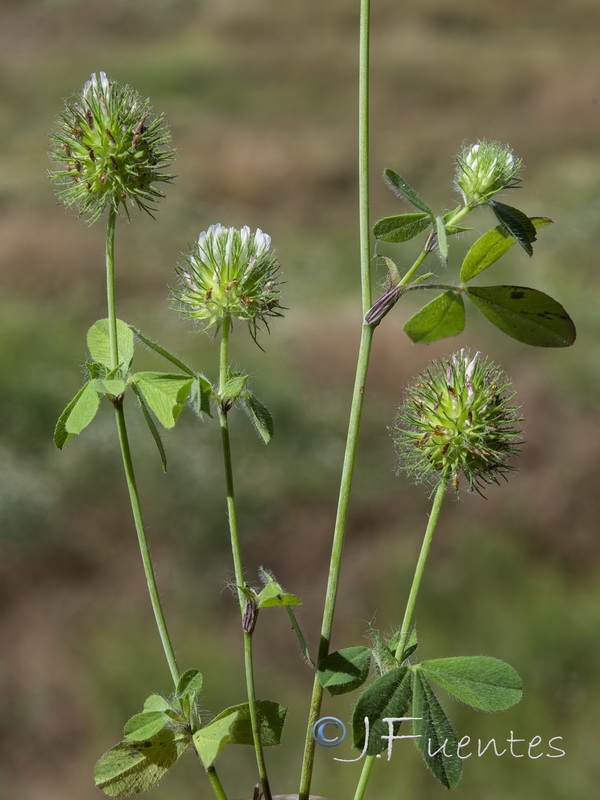 Trifolium lappaceum.01