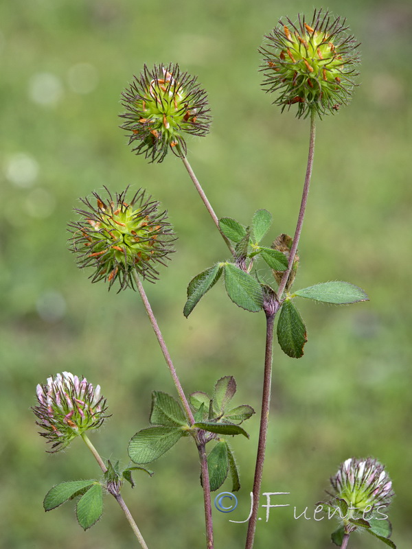 Trifolium lappaceum.02