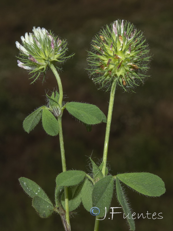 Trifolium lappaceum.03