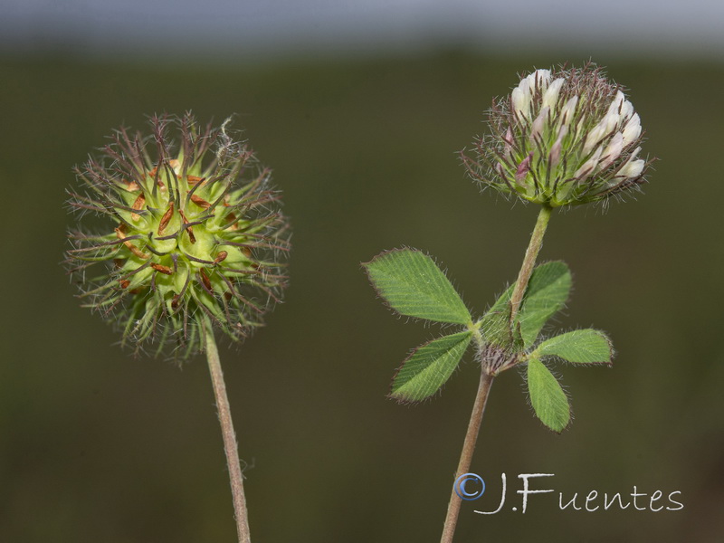 Trifolium lappaceum.04