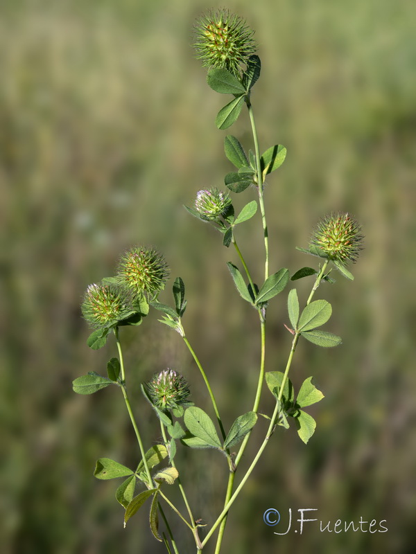 Trifolium lappaceum.16