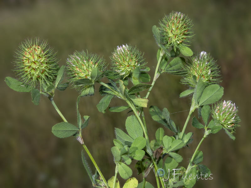 Trifolium lappaceum.18