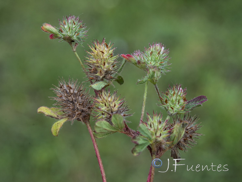 Trifolium ligusticum.01