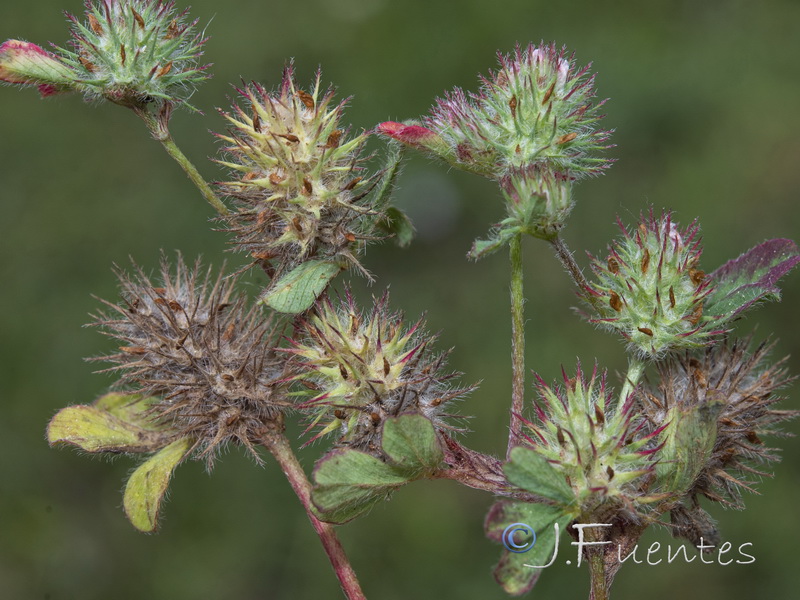 Trifolium ligusticum.02