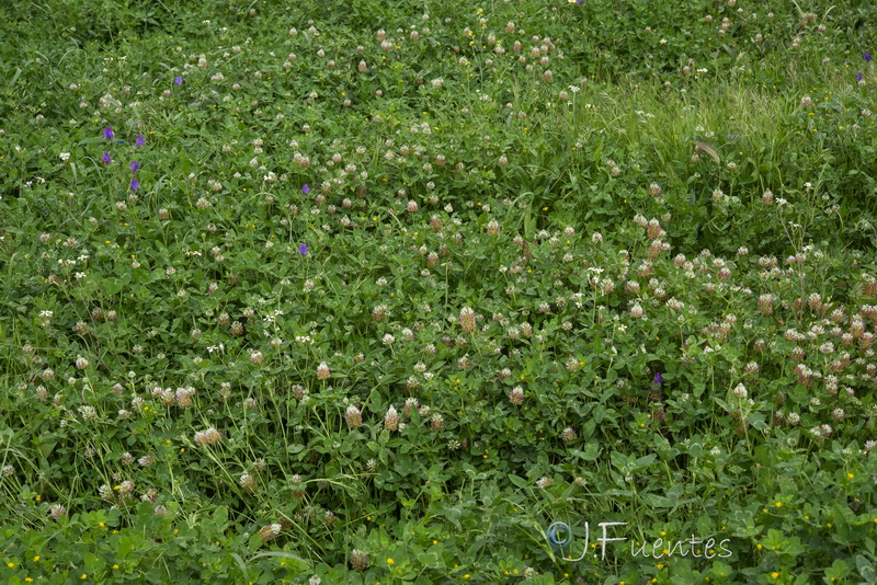 Trifolium mutabile.10