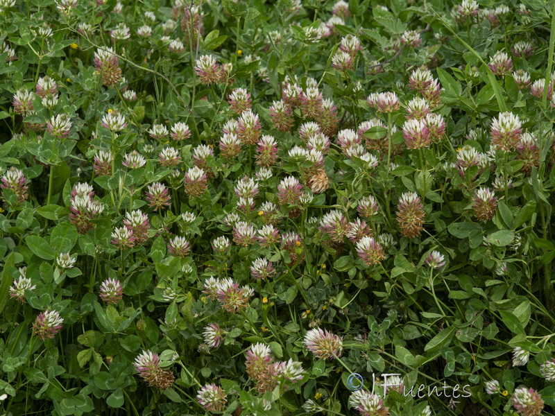 Trifolium mutabile.11