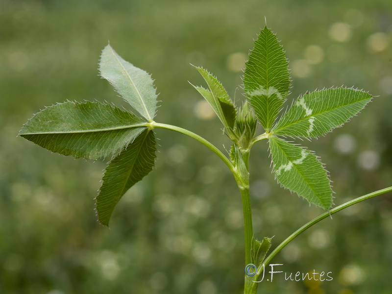 Trifolium mutabile.12