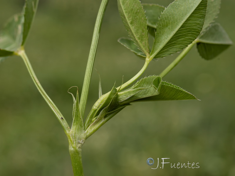 Trifolium mutabile.13