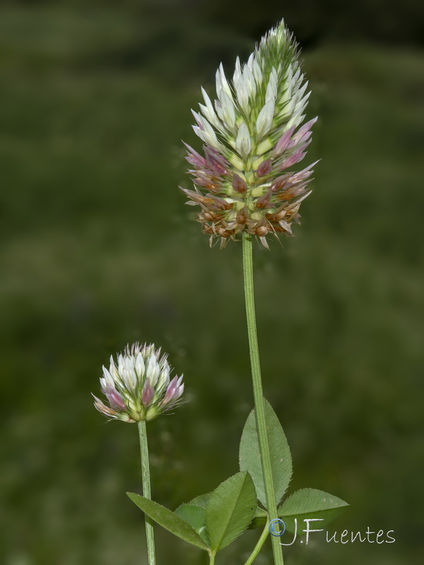 Trifolium mutabile.15