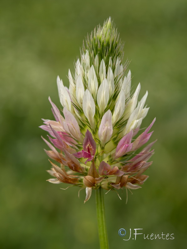 Trifolium mutabile.16