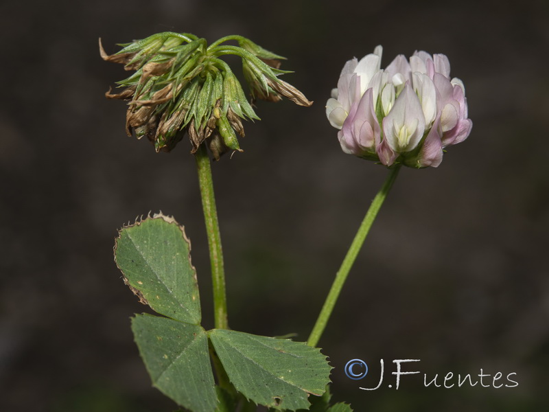 Trifolium nigrescens.01