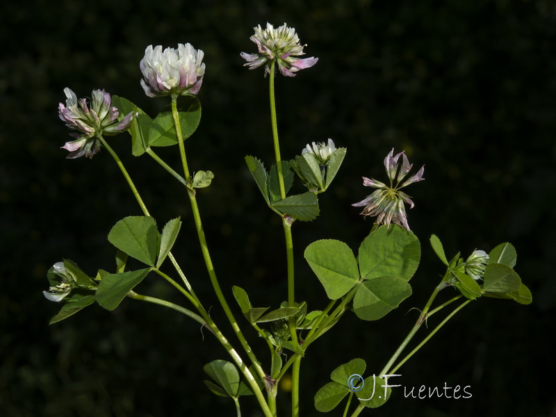 Trifolium nigrescens.11
