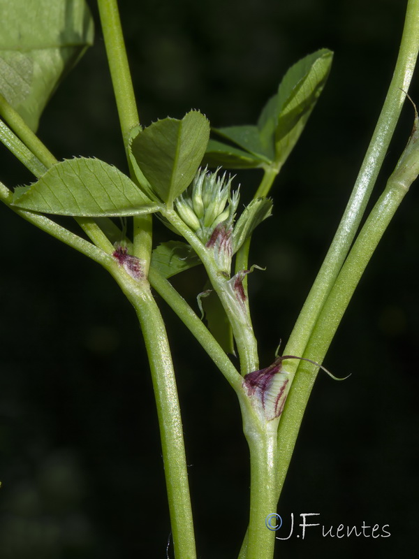 Trifolium nigrescens.12