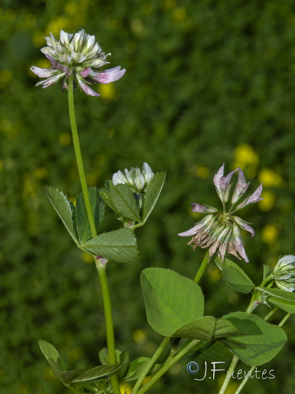Trifolium nigrescens.13