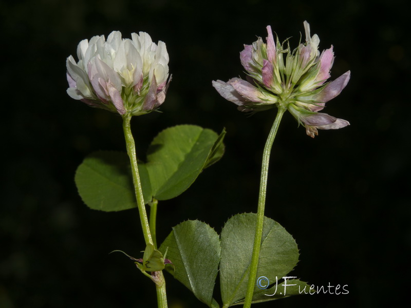 Trifolium nigrescens.15