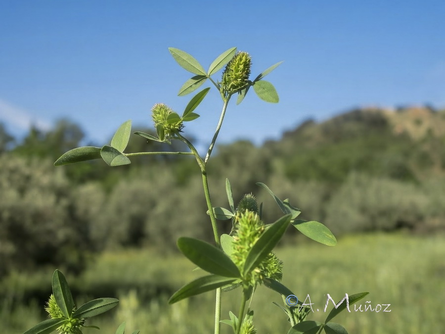 Trifolium obscurum.01